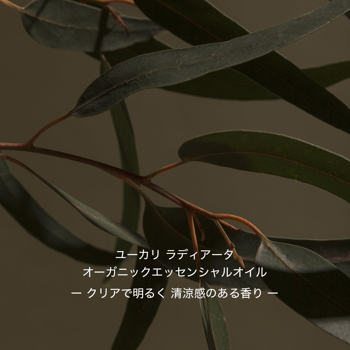 organic eucalyptus oil
