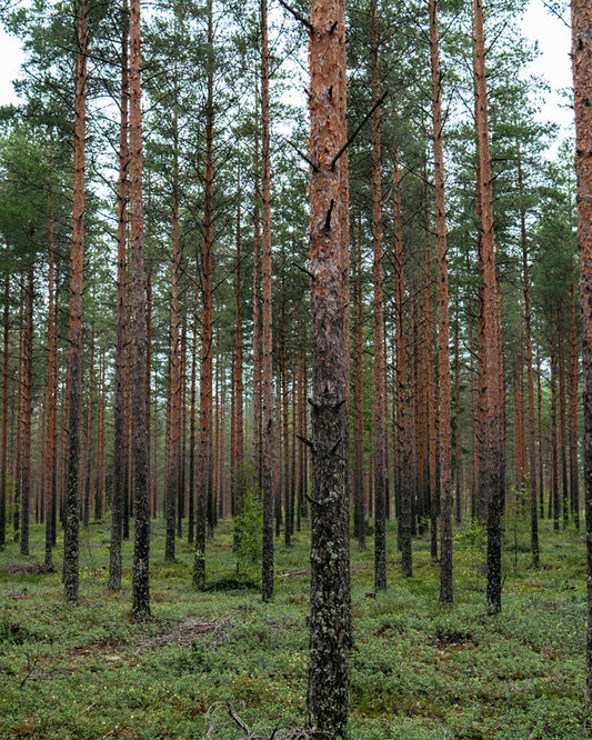 3/27(金)出荷のお休みのお知らせ