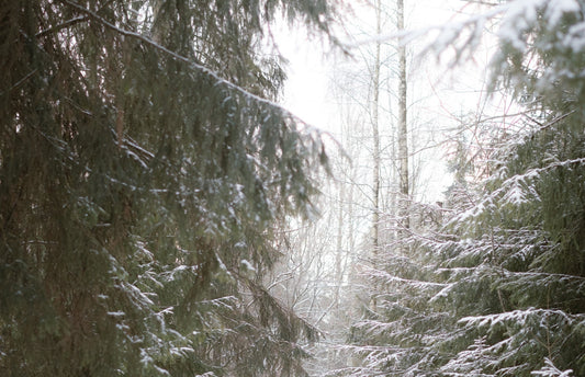 2/27(金)出荷のお休みのお知らせ