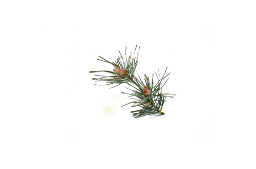 pine essential oil